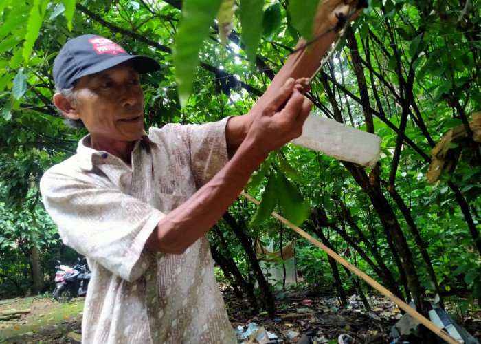 BUMDes Bandung di Pandeglang Akan Galakkan Kebun Pembibitan Kopi Puhu 