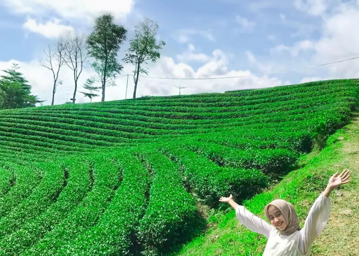 Tak Hanya Puncak, Banten Juga Ternyata Punya Kebun Teh Istimewa