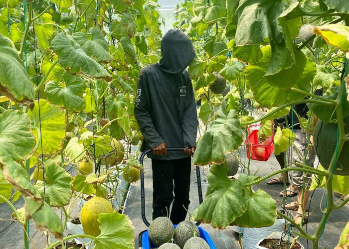 Wisata Edukasi Anak Gratis, Serunya Memetik Buah Melon di Akaruku Hydrofarm Cisauk Tangerang