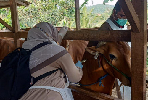 Penyakit Mulut dan Kuku di Kabupaten Serang Menyebar, Berikut Daftar Wilayahnya