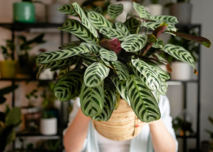 5 Tanaman Calathea Dari Termurah Hingga Termahal