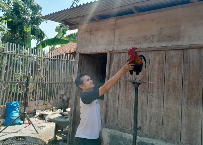 Berawal Dari Hobi, Ternak Ayam Ketawa Hasilkan Omzet Jutaan Setiap Bulannya