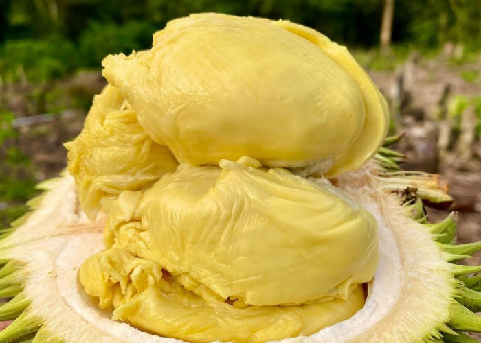 Wisata Baduy Kini Ramai Pengunjung, Musim Durian Jadi Daya Tarik Tambahan