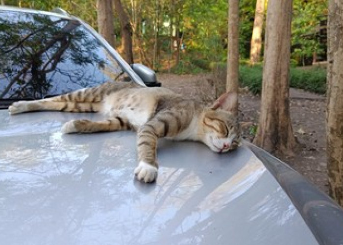 Kenapa Kucing Suka Tidur di Kap Mobil? Ini Alasannya