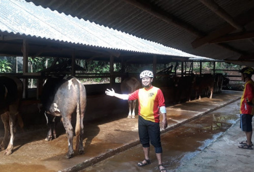 Stok Hewan Kurban Minim, Pasokan Luar Daerah Sulit Masuk, Harga Tinggi