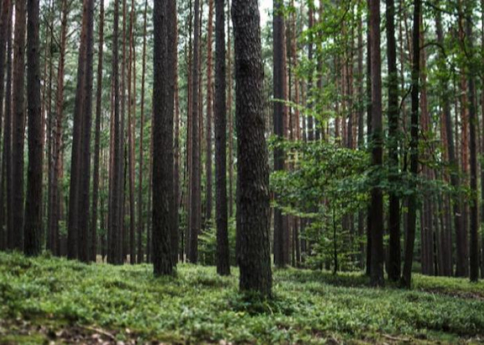 Inilah Rekomendasi Tempat Wisata Hutan Pinus di Bogor, Liburan Menikmati Nuansa Alam yang Asri 