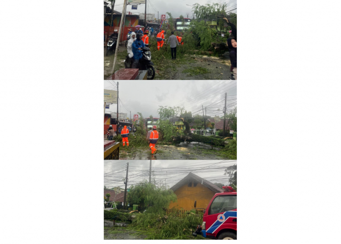 Pohon Tumbang di Depan SDN Sukasari 1 Pandeglang, Lalu Lintas Sempat Macet Panjang 