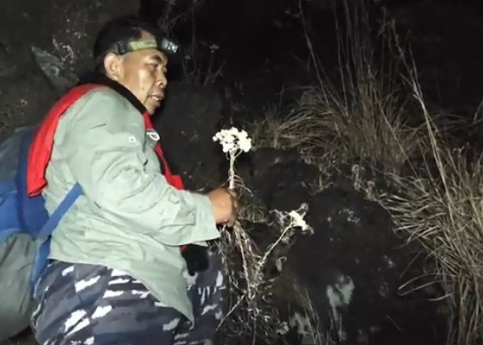 Karhutla Gunung Ciremai Padam, Tanaman Edelweis Ditemukan Layu dan Mengering