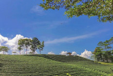 Wisata Kebun Teh Cikuya: Hamparan Hijau dan Udara Sejuk di Lebak, Banten