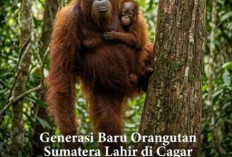 Kabar Gembira dari Konservasi, Bayi Orang Utan Sumatera Bernama Badar Lahir di Alam Liar Aceh