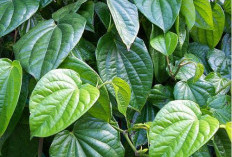 Kenali Manfaat Daun Sirih, Tanaman Herbal yang Kaya Khasiat bagi Kesehatan