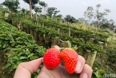Wisata Petik Stroberi dengan Pemandangan Gunung Ciremai, Tiketnya Rp 35 Ribu