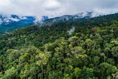Satgas PKH Kuasai Kembali 6,2 Juta Hektare Kawasan Hutan, Bagaimana Nasib Ekosistem dan Warga?