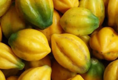 Ketahui Kandungan Carica, Buah Khas Dieng yang Kaya Manfaat bagi Kesehatan