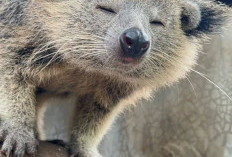 Dikira Serigala, Ternyata Satwa Langka: Tragedi Binturong di Pandeglang