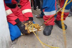 Buaya Muara Lampung yang Dirawat 3 Tahun Dievakuasi, Pemilik Histeris