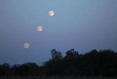 Harvest Moon Hiasi Langit Indonesia, Apa Makna Fenomena Bulan Panen?