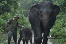 Saat Warganet Jatuh Hati pada Nona Seroja, Bayi Gajah di TN Tesso Nilo
