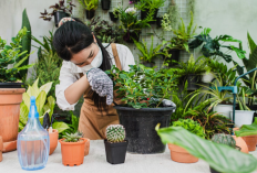 5 Pohon untuk Taman Minimalis, Halaman Kecil Tapi Tetap Estetik