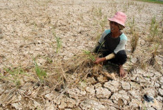 Kemarau Panjang Mengintai Banten, 415 Desa dan Kelurahan Masuk Peta Rawan Kekeringan