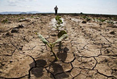 La Niña Usai, BMKG Prediksi Musim Kemarau 2026 Datang Lebih Awal di Indonesia