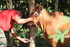 Idul Adha 2026 Jatuh Tanggal Berapa? Ini Prediksi Versi Pemerintah, Muhammadiyah, dan NU