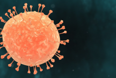 Tingkat Fatalitas Capai 70 Persen Kenali Gejala dan Penularan Virus Nipah