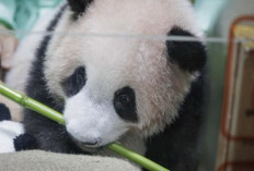 Ukir Sejarah Konservasi, Satrio Wiratama Jadi Bayi Giant Panda Pertama yang Lahir di Indonesia
