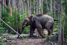Prabowo Terbitkan Inpres Penyelamatan Gajah Sumatera dan Kalimantan