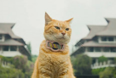 Film Meong! Karya Mahasiswa ITB Raih Most Inspiring Film Award di Festival Internasional