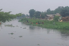 Diduga Akibat Limbah, Ribuan Ikan Mengapung di Irigasi Karawang Hingga Warga Berburu Pakai Serokan