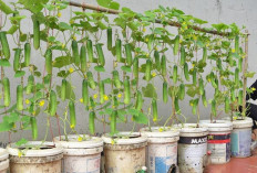 Rahasia Menanam Timun di Pot Kecil agar Berbuah Lebat, Solusi Panen Sayur di Lahan Sempit