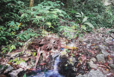 Air Panas Cibiuk, Pesona Wisata Alam dan Relaksasi di Taman Nasional Ujung Kulon Pandeglang