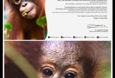 Tren Adopsi Orangutan Online Ramai di Kalangan Anak Muda, Begini Cara Ikutnya