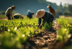 MBG Jadi Pasar Baru Petani, Kementan dan BGN Perkuat Sinergi Pangan Lokal