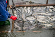 Banten Kekurangan Ratusan Ribu Ton Ikan per Tahun