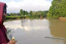 Setelah Kemunculan Buaya Kecil, Kini Warga Pandeglang Dikejutkan dengan Munculnya Buaya Berukuran Lebih Besar