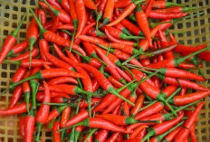 Harga Cabai Naik, Bagaimana Perubahan Cuaca Memengaruhi Harga Pangan?