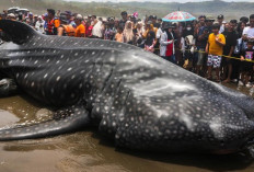 Gagal Dievakuasi ke Laut, Hiu Tutul 6 Meter yang Terdampar di Pantai Parangkusumo Mati