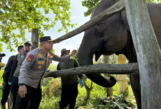 Simbol Harapan Konservasi, Menhut Setujui Nama 'Nona Seroja' untuk Anak Gajah di Tesso Nilo
