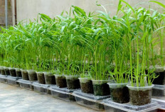 Cocok Buat Anak Kost! 4 Ide Berkebun Kangkung Gantung di Lahan Minim