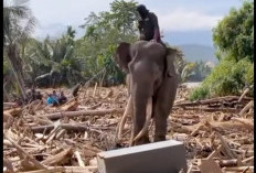 BKSDA Aceh Tegaskan Kesejahteraan Gajah Harus Diutamakan saat Bantu Bencana