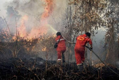 Karhutla Melonjak, Hampir 95 Ribu Hektare Lahan Indonesia Terbakar dalam Sebulan