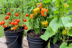 Solusi Lahan Sempit: 7 Pohon Buah Mini yang Produktif dan Mudah Dirawat Pemula