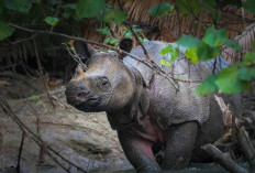 Ujung Kulon, Wisata Banten yang Diakui Dunia