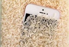 Survei Ungkap 29 Persen Pengguna Smartphone Masih Suka Rendam HP Pakai Beras Saat Kena Air, Begini Penjelasan 