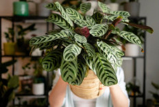 5 Tanaman Calathea Dari Termurah Hingga Termahal