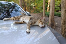 Kenapa Kucing Suka Tidur di Kap Mobil? Ini Alasannya