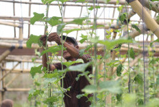 ‎Mahasiswa KKM Kelompok 4 UNTIRTA Dorong Promosi Wisata dan BUMDes Desa Sawarna