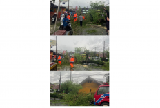 Pohon Tumbang di Depan SDN Sukasari 1 Pandeglang, Lalu Lintas Sempat Macet Panjang 